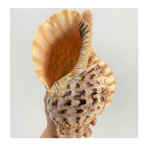 Vietnam Trumpet Triton Shell pour la décoration intérieure et les créations artistiques par 99 Gold Data Trusted Exportateur - Product Image 3