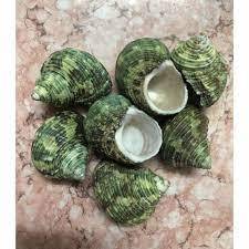 100% conchas naturales de Naticidae verde de Vietnam - Product Image 2