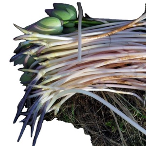 Raíces de loto de Vietnam saladas - Product Image 1