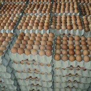 Huevos para Incubar de Pollo de Engorde Ross 308 y Cobb 500 al por Mayor y Huevos Frescos de Mesa - Product Image 1
