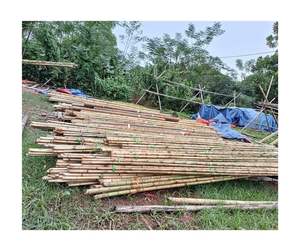 Venta al por mayor de caña de bambú de primera calidad Material de alta calidad de bambú natural ecológico listo para exportación de fábrica de Vietnam - Product Image 3