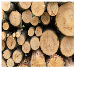 Panneaux de bois de pin de qualité supérieure, fraîchement coupés, forme ronde, diamètre 100 m, exportés d'Allemagne - Product Image 1