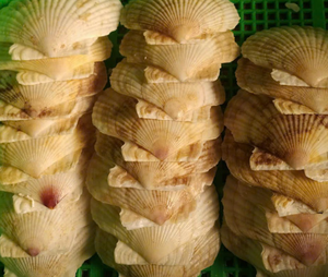 Conchas de vieira naturales para cocina gourmet | Grueso, seguro y de acero inoxidable, acabado seguro para Alimentos | Decoración única para el hogar, Fiesta en la playa - Product Image 1