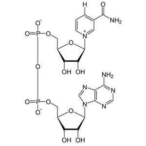 NAD + Nicotinamide Adénine Dinucléotide Coenzyme I Haute Pureté> 99,85% [ CAS: 53-84-9] - Product Image 1