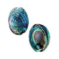 Coquilles d'ormeau de qualité supérieure pour la vente en gros de superbes coquillages polis pour les projets d'artisanat et la décoration élégante de restaurant à la maison