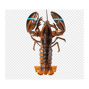 กุ้งมังกรสดพร้อมจำหน่าย เหมาะสำหรับร้านอาหารระดับไฮเอนด์และตลาดอาหารทะเล - Product Image 3