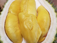 Verse Durian Monthong Vietnam Export-Viet Delta Verse Fruit Eco-Fruit 30-45 dagen houdbaarheid -18°C opslag
