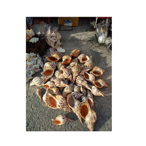 Conchas de trompeta de origen vietnamita para uso en acuarios, decoración de resorts, tiendas de regalos y planificación creativa de eventos costeros - Product Image 4