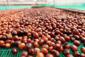 Top Quality <b>Raw</b> Robusta S18 <b>Coffee</b> from Vietnam Natural Sun-Dried Wholesale Price Custom Private Label - Product Image 5