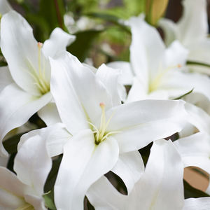 Grandes plantes de sol artificielles d'intérieur de haute qualité en vente japonaise - Product Image 2