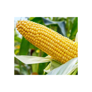 Yellow maize exported to regions in need of reliable grain supply - Product Image 5