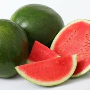 Material de plantación de sandía de alta calidad: Cultivo de fruta dulce y jugosa para la demanda global de Indonesia - Product Image 3