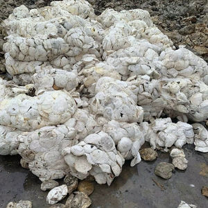 Gobelet en caoutchouc naturel origine Vietnam blanc haute résistance | Qualité assurée pour le moulage de pièces automobiles de qualité médicale - Product Image 1