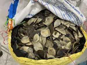 Opercule de Murex disponible, pièces propres et polies, idéal pour l'artisanat, les bijoux, l'art en résine, les décorations faites à la main et les matériaux de bricolage, Vietnam - Product Image 2