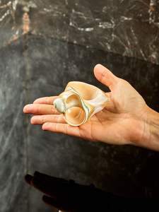 Rond de serviette coquillage fabriqué à partir de coquillage véritable pour restaurant côtier élégant et décoration de table à la maison Vietnam - Product Image 5