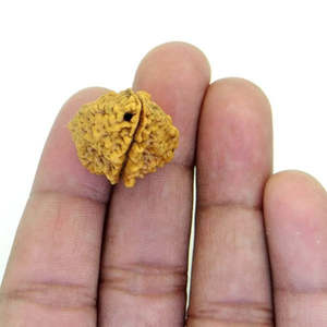 Perles en bois de Rudraksha d'Inde 2 Mukhi, 100 % originales et certifiées, à deux faces - Product Image 4