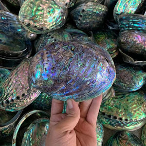 Conchas de abulón pulidas en bruto, suministro de Vietnam para la producción de mosaicos, paneles decorativos arquitectónicos en diseños de vestíbulos modernos - Product Image 1