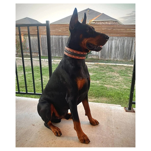 Collar de Cuero Occidental Grueso de 2 Pulgadas de Ancho para Perros Grandes Mariner, Collar de Perro Elegante con Tachuelas de Cristal y Trenzado Acolchado Suave - Product Image 2