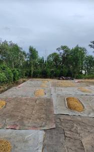 Oferta de Marca Privada: Granos de Café Arábica Tostados, Mezcla Personalizada en Venta - Product Image 4