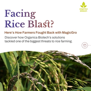 Meilleur produit agricole MagicGro Plus Promoteur de croissance du riz - Product Image 2
