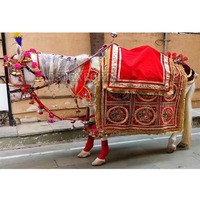 Costume de cheval classique traditionnel en velours moderne pour cérémonie indienne Baraat, mariage sud-asiatique, léger, professionnel, pour l'extérieur