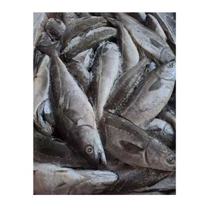 Saithe (Pez de Carbón) Congelado – Pescado Congelado Premium para Exportación Internacional - Product Image 2
