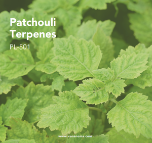Huile Essentielle Liquide de Terpènes de Patchouli (PL-501) Van Aroma - Product Image 1