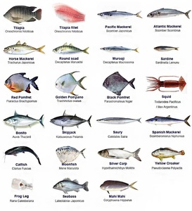 Buen precio caballa/pescado fresco congelado del Pacífico caballa 400-600g para la venta - Product Image 3