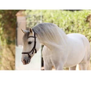 Bride en cuir de cheval 2019 de haute qualité Bride en cuir de cheval de haute qualité en cuir véritable - Product Image 6