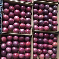 Verse Passievrucht Voor Export Verpakking 7 Kg/doos 84 976727907 Ms Carolina