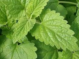 High Quality Therapeutic Grade Catnip <b>Oil</b> (Lemon Type) Quality Assured Rose Ingredient Manufactured India Wholesale Suppliers - Product Image 4