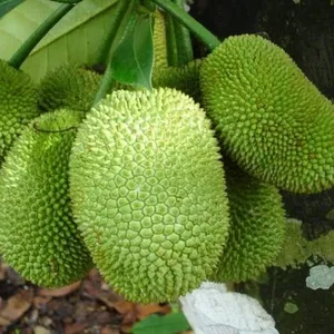 Grosir Acar Nangka Muda Dalam Jumlah Besar Nangka Hijau Dalam Air Asin DENGAN HARGA TERBAIK Akina