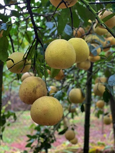 Coopérative Hanoi Xanh HNX13 Pamplemousse Biologique Frais (BUOI DIEN) VIP 2 - Product Image 3