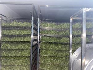 Offres de gros abordables de céleri séché pour l'exportation Céleri séché de source durable parfait pour les marchés d'exportation - Product Image 6