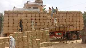 High Quality Premium Grade Eco-Friendly Dried Natural Wheat Straw Bale Bulk Supply Pakistan for Global Cattle Feed Importers - Product Image 5