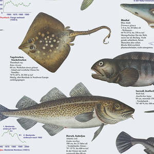 Affiche murale de poisson marin DIN A1 de style moderne européen - Product Image 2