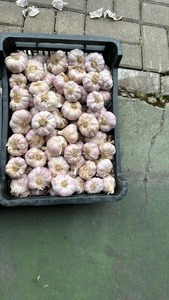 <b>Garlic</b> Supplier Wholesale <b>Garlic</b> Supplier Wholesale High Quality <b>Fresh</b> Vegetable <b>Garlic</b> Cheap Price Bulk Wholesale - Product Image 2