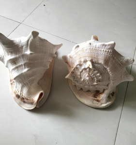 1. Décoration en coquille de Cassis cornuta du Vietnam, fabriquée à partir de coquillages naturels pour la décoration intérieure et l'artisanat créatif. - Product Image 6