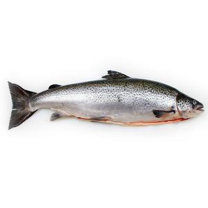 Wholesale Dealer and Supplier Of Fresh / Frozen Salmon <b>Fish</b> Best Quality Best Factory Price Bulk Buy Online - Product Image 3