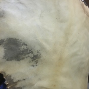 appears to be a natural goat skin used as a <b>drum</b> head <b>drums</b> including Irish Bodhrans, Djembes and <b>Shaman</b> <b>drums</b> - Product Image 6