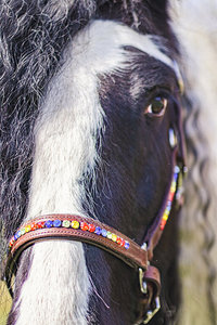 High Quality Custom Design <b>Equestrian</b> Halter Brown Leather with Bling Multicolour Wholesale - Product Image 4