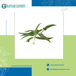 Aceite de Bhringraj al por mayor 100% aceite esencial orgánico puro para productos de cuidado del cabello proveedor a granel al mejor precio por exportadores indios - Product Image 2