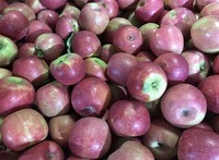 Hoge kwaliteit premium verse appels, snelverkopende geassorteerde verse appels