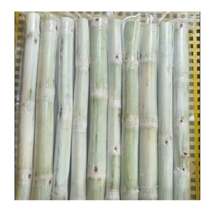 Canne à sucre congelée pelée de qualité supérieure exportée pour l'industrie des boissons et des confiseries - Product Image 6