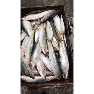 Großhandel natürliche 70-80 Stück gefrorene Meeresfrüchte Fischen Sardine Fisch als Köder weltweit