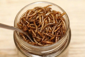 รับประกันคุณภาพสินค้าจำนวนมาก: หนอนอาหารแช่แข็งจากเวียดนาม - Product Image 5