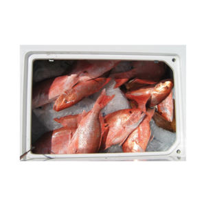 ปลากะพงแดงแช่แข็งอาหารทะเลสดแช่แข็ง - Product Image 6