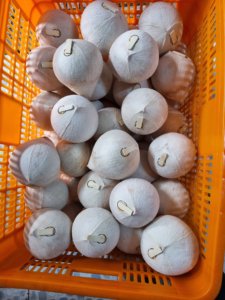 Noix de coco fraîche et jeune de haute qualité du Vietnam pour les menus de boissons des restaurants, offrant une eau douce naturelle et une pulpe de noix de coco blanche et moelleuse. - Product Image 3