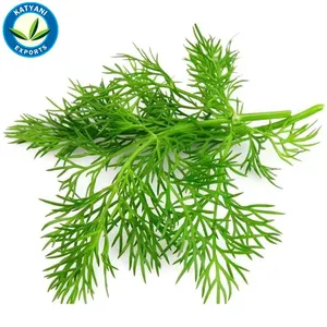 Bulk Selling Supreme Quality Natural Dill Essential Oil from Indian Exporter