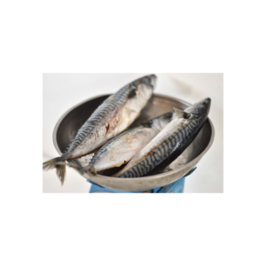 Gran oferta, caballa del Pacífico congelada, mar congelado, captura de peces de caballa en aguas profundas - Product Image 1